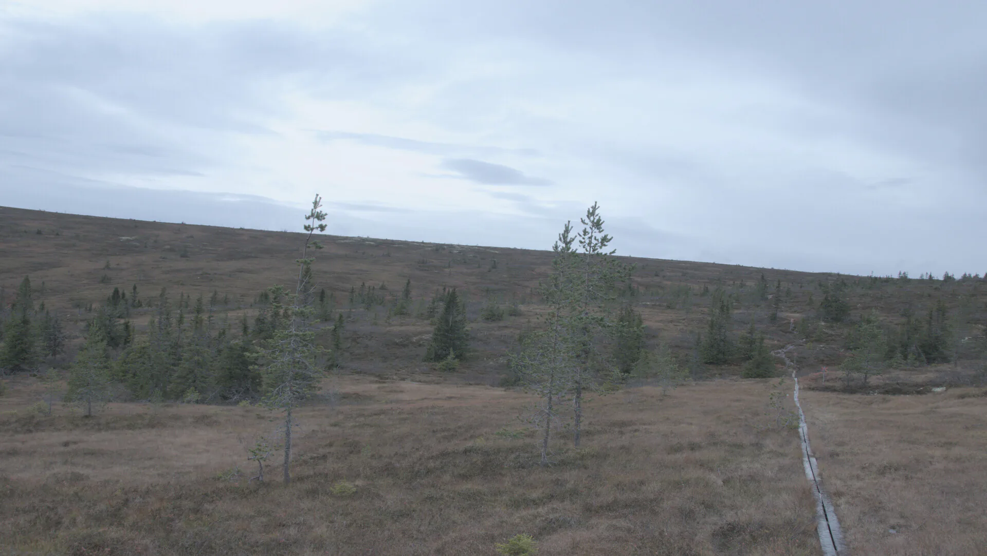 Einzelne junge Kiefern in einer weiten Moorlandschaft unter bedecktem Himmel, rechts ein schmaler Holzsteg